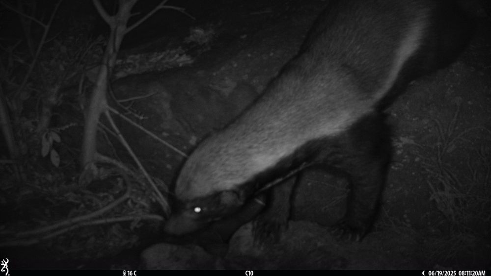 Night time camera trap image of a honey badger 