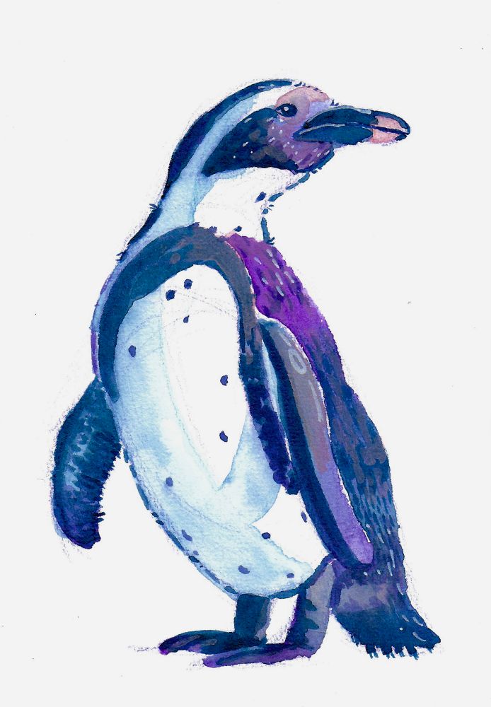 Watercolor painting of a Magellanic Penguin