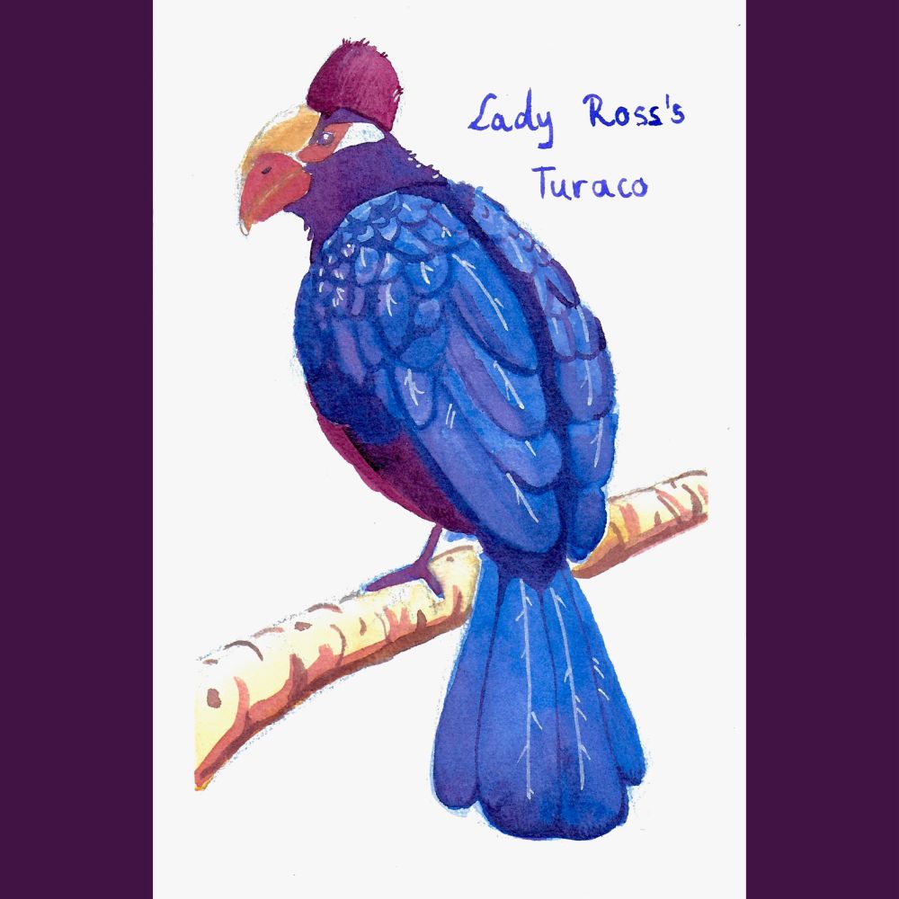Watercolor panting of a Lady Ross’s Turaco bird
