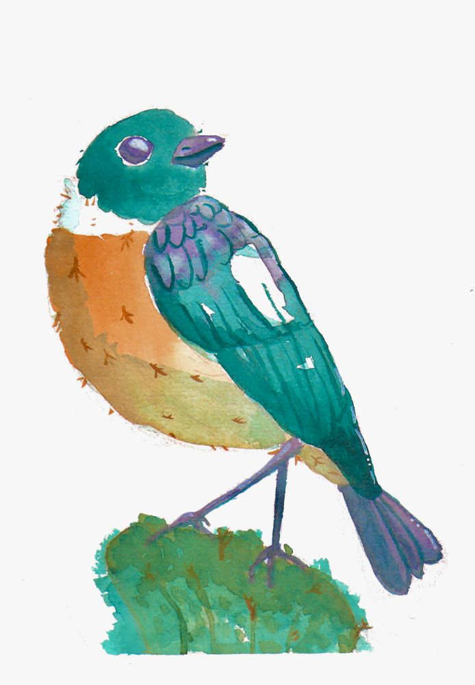 Watercolor painting of a stonechat bird