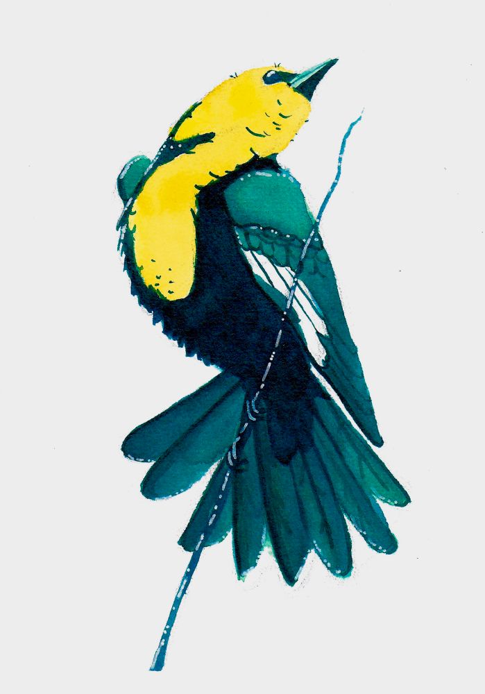 Watercolor painting of a yellow-headed blackbird