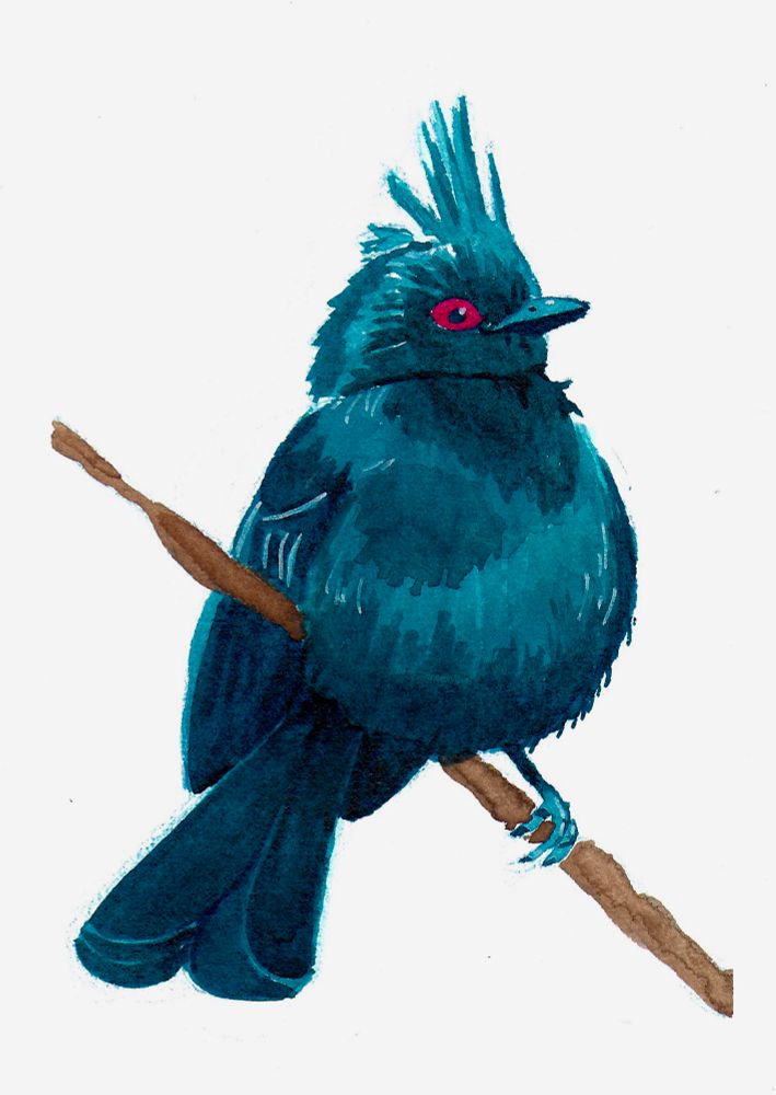Watercolor painting of a Phainopepla bird