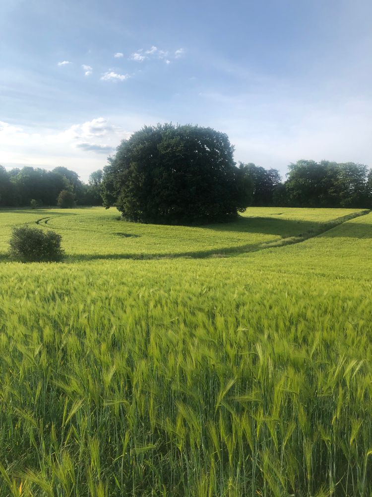 A very green field of young wheat with a darker green copse in the background. Apart from the sky this is a colour scheme for people who really, really like green.
