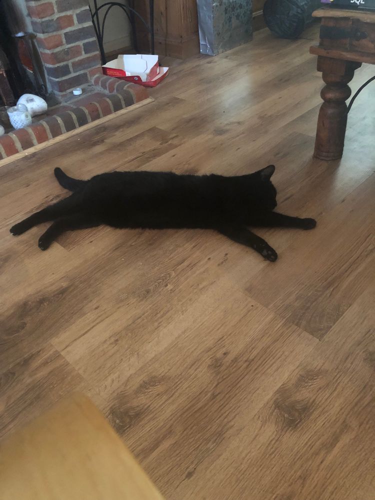 A black cat fully stretched out on a floor trying to cool down and failing. There is a broken Barry’s Tea box in the background which can never be removed as she likes sitting in what’s left of it
