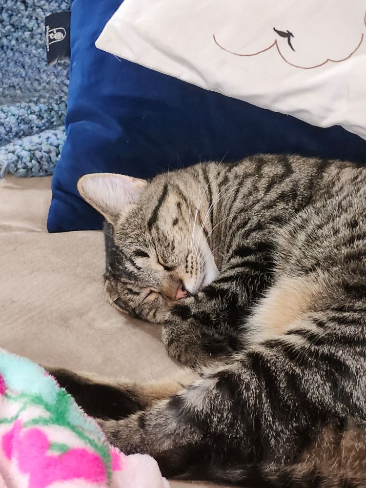 Tabby cat sleeping on a couch. 