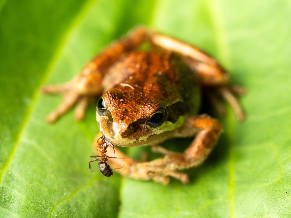 A small pacific chorus frog with deeply reddish-bronze color sits on a green leaf. We’re looking at the frog head on. The corpse of a western velvety tree ant, which is mostly light reddish brown with a dark brown velvety abdomen, has jaws locked on the upper right lip of the frog. If the frog were the size of a person, the ant would probably be the size of a banana.