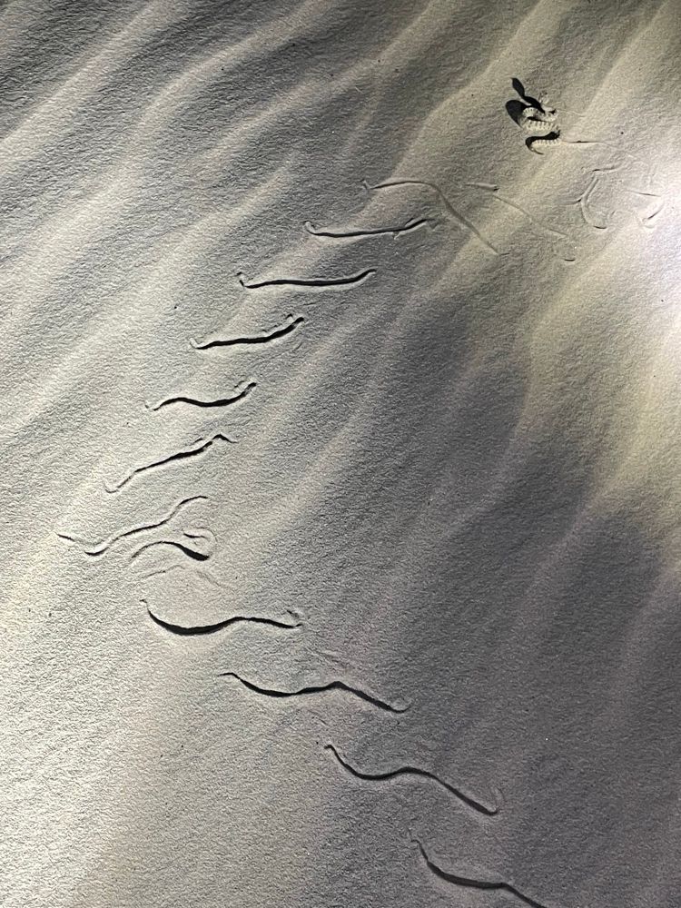 The elegant track of a baby sidewinder zigs and zags up a sand dune. The sidewinder is visible at the end of the track at the top.