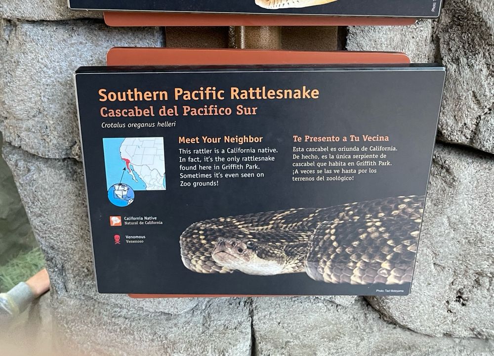 A placard at the  LA Zoo showing an english and spanish translation of a description of the Southern Pacific Rattlesnake which reads:

Southern Pacific Rattlesnake
Cascabel del Pacifico Sur

Crotalus oreganus helleri

Meet Your Neighbor
This rattler is a California native.
In fact, it's the only rattlesnake found here in Griffith Park.
Sometimes it's even seen on
Zoo grounds!

Te Presento a Tu Vecina
Esta cascabel es oriunda de California.
De hecho, es la única serpiente de cascabel que habita en Griffith Park.
A veces se las ve hasta por los terrenos del zoológico!

The placard also has a range map showing its local distribution in Southern California and Baja California.