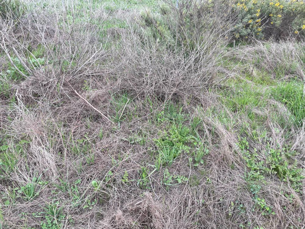 This image is a wide angle view of a mixture of dry (almost grey) and newly grown vegetation. At roughly 35% from the right of the image and 25% from the bottom, a juvenile Southern Pacific Rattlesnake (Crotalus helleri) is just visible basking, partially obscured by the new spring growth of a small herbaceous plant.
