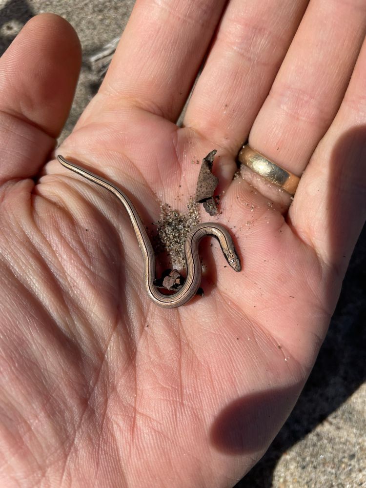 A golden, worm-sized, snake-like, limbless lizard rests on an outstretched palm, with a little of the sandy substrate and a few bits of dead leaves beneath the lizard. The lizard has a very thin black line down the center of its back and its body is curved in a s-shape.
