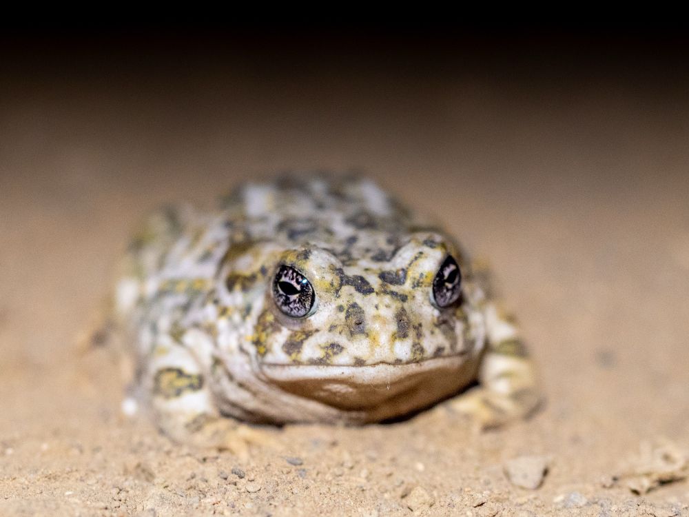 A small toad is seen centered on a sandy substrate. This toad has a white base color with yellow and dark gray splotches. We’re looking at the toad at a slight angle from the head on.