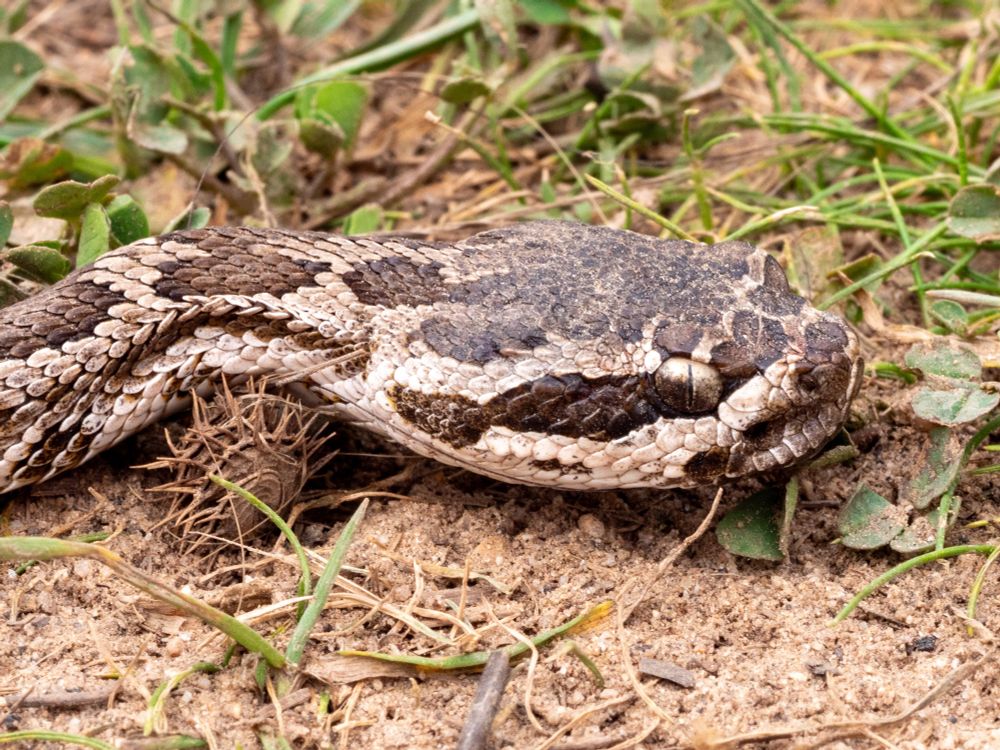 A close-up view of the head and neck of a light tan and brown juvenile southern pacific rattlesnake, viewed from the side. The rattlesnake is on a sandy trail with sparse green vegetation - a bit of grass and clover. Most notably, a hitchhiker seed is nestled up against the neck of the snake. It does not look comfortable, but it does not seem bothered.