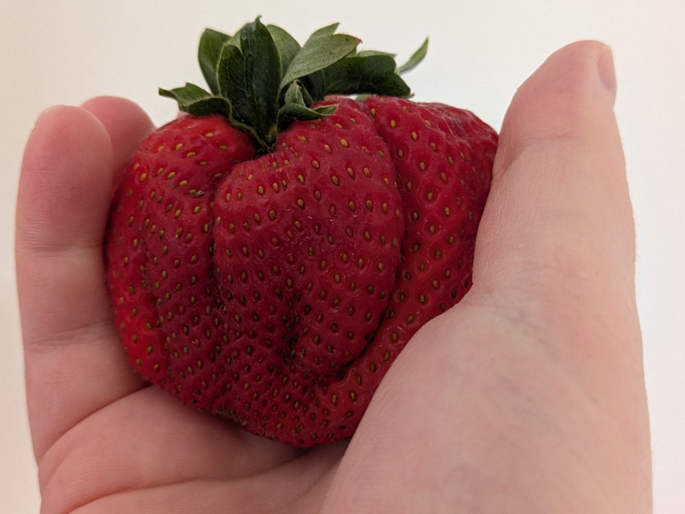 A very large organic strawberry.
