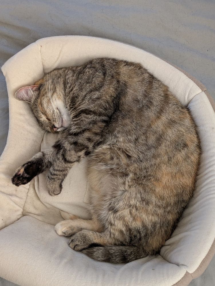Tippy, curled up sleeping.