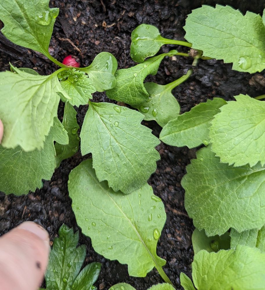 Photograph: radish plants. The photo shows a lot of leaves and a round red root just beginning to swell. 