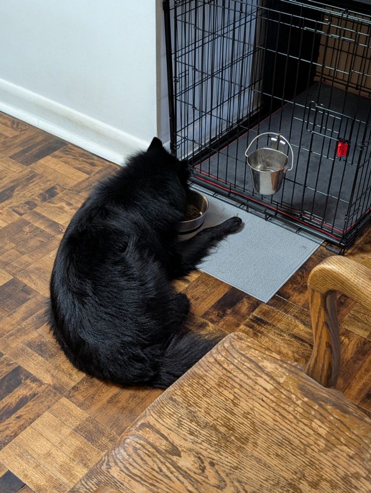 Black dog lying on a wooden floor with his back to the camera. He is eating out of a silver bowl. There is a silver bucket of water hanging on the crate next to him.