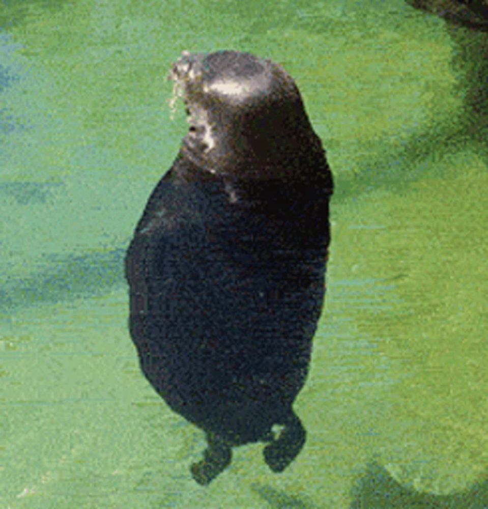 a seal is standing in the water and looking up