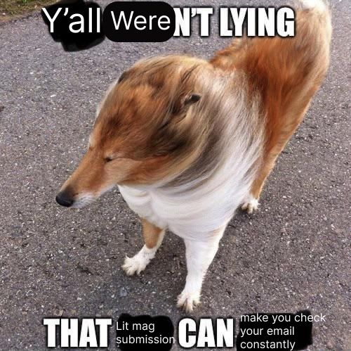 they weren't lying windy dog meme with the text edited to read "y'all weren't lying, that lit mag submission can make you check your email constantly"