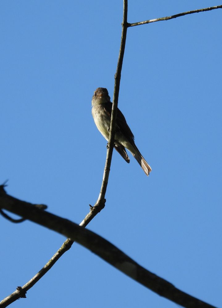 Eastern wood-pewee lookin real cute