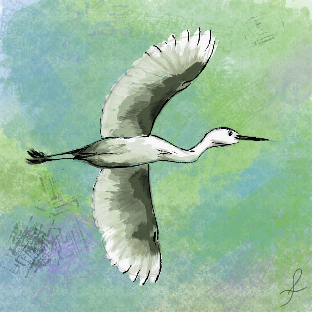 Drawing of a flying heron, seen from under. You can see the sketch behind, and different layers of transparent paint that helps to develop color values.