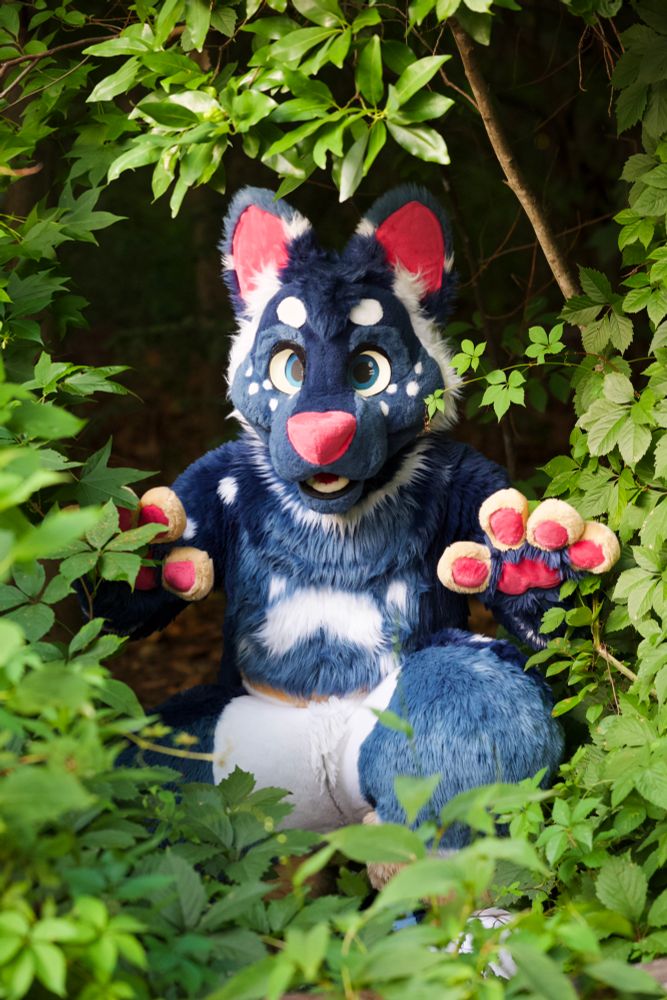 A dark blue fursuit with white markings and pink ears and nose sits amidst lush green foliage. The fursuit has large, round, light blue eyes and a slightly open mouth, as if smiling. Its paws, also dark blue with pink pawpads, are resting on its knees. The green leaves surrounding the fursuit create a natural, somewhat secluded setting.