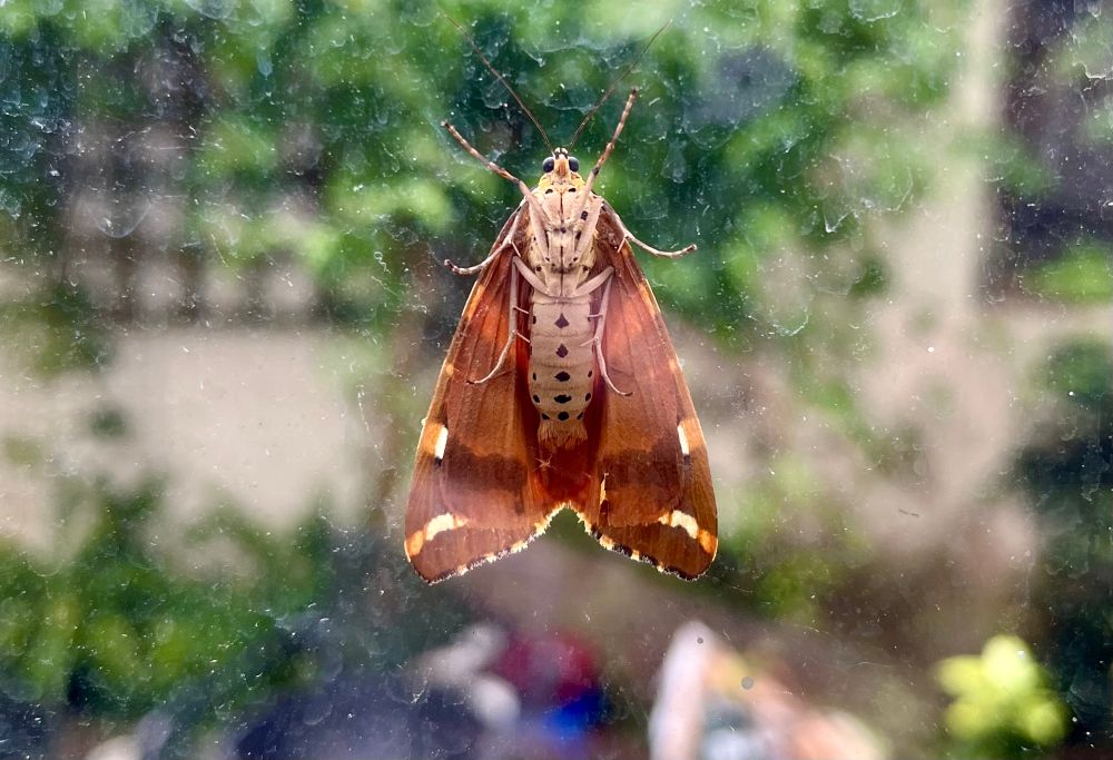 Jersey Tiger moth resting on glass window in door