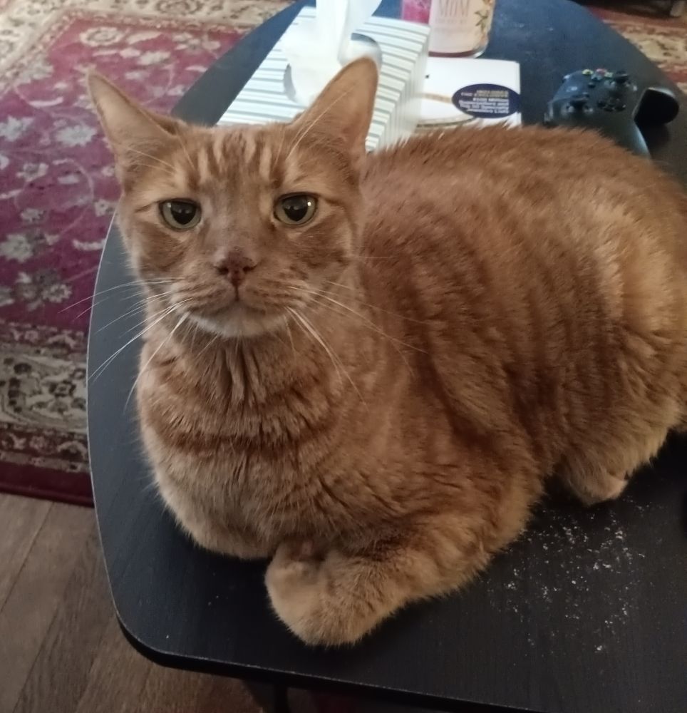 Richard, the orange tabby, smiling on the coffee table.