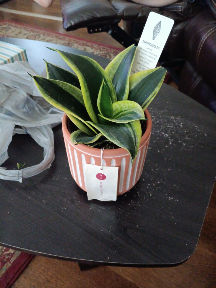 A small and wide snake plant in a clay and white planter, on top of a black coffee table.