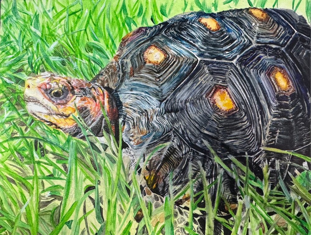 In progress painting of a box turtle in grass.