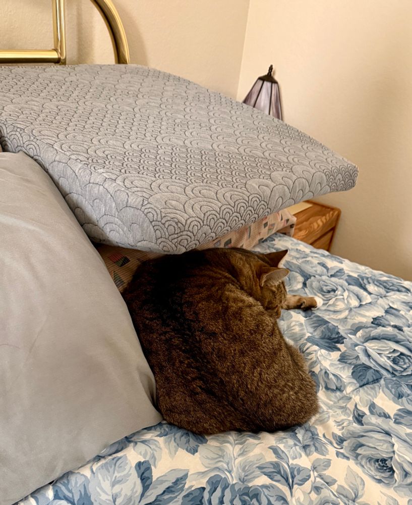 Earl curled up sleeping on the cornflower blue print bed with a large wedge pillow balanced on top of a regular bed pillow to form a roof over his head. His ears, left front paw and partial face in profile are showing.

Earl grey shorthaired tabby kitty boy
