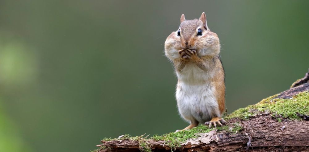 Curious Kids: Why do chipmunks live on the ground but squirrels live in trees?