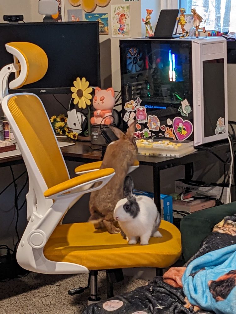 A yellow and white office chair is sitting with the seat pointed to the right of the image. Two rabbits are atop the chair. A grey and white rabbit with one ear is pointed towards the camera, and a small brown and white rabbit is standing on its back legs looking at the desk behind the chair