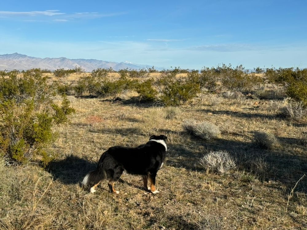 desert aussie - contemplative