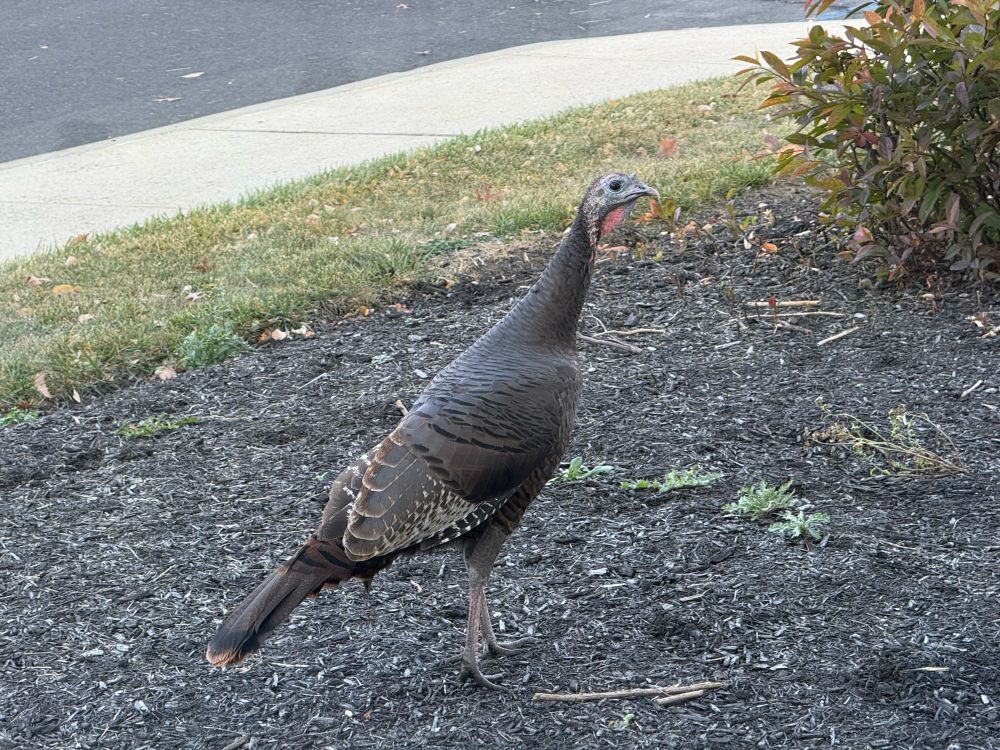 A live turkey I think