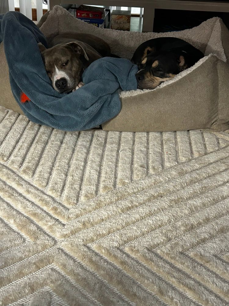 Two Pitbull-type dogs cuddle in their cute but smells-like-Fritos Costco bed, that sits atop a beige rug with geometric patterning. Yes—the rug will be ruined by June, but as a budget find—it can be replaced just in time for summah! Of course, on this soggy night their mother is watching a cozy British mystery set in/near Sherwood Forest. 🌳 #stealfromtherich 