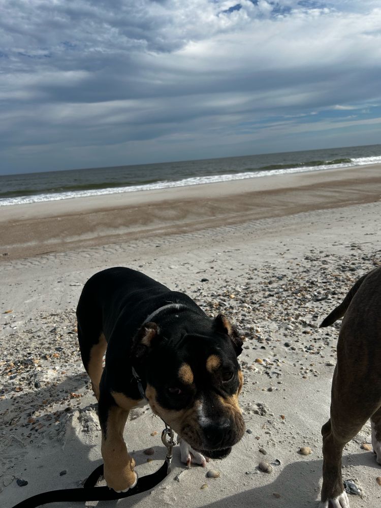 Black pocket Pitties with brown eyebrows, standing on a beach, wondering if treats are in any pockets. 