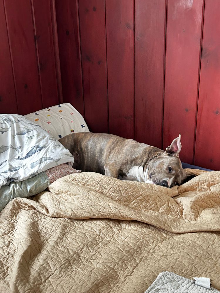 A brindle pitbull type dog lays in an unmade bed that is primarily soft tones of beige/brown against a red-tone tongue and groove paneled wall. She doesn’t want to move today and neither do I. 