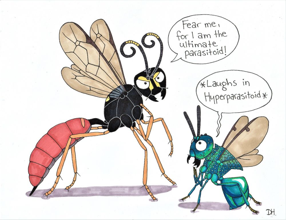 Waspception: a parasitoid of a parasitoid. This Amblyjoppa fuscipennis is in for a big surprise when she finds out the dark secret that this Euperilampus triangularis holds. Many Perilampids are hyperparasitoids of Ichneumonidae/Braconidae or Tachinidae that develop inside Lepidopteran larvae. The first larval stage of Perilampids are known as planidia, which are specialized insect larvae with a parasitoidal way of life. The function of the planidial stage is to be mobile and find/climb onto a host, which the later legless larval instars may feed, generally until they pupate. 