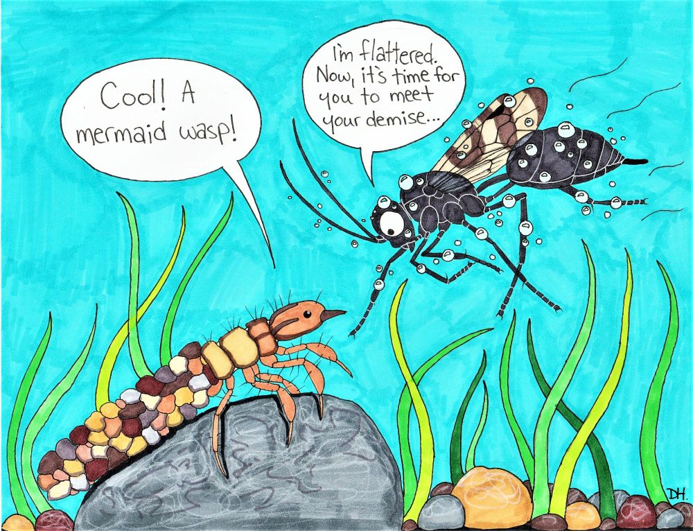 Agriotypus sp. An aquatic Ichneumonid wasp. A parasitoid of Trichoptera pupae and pre-pupae. 