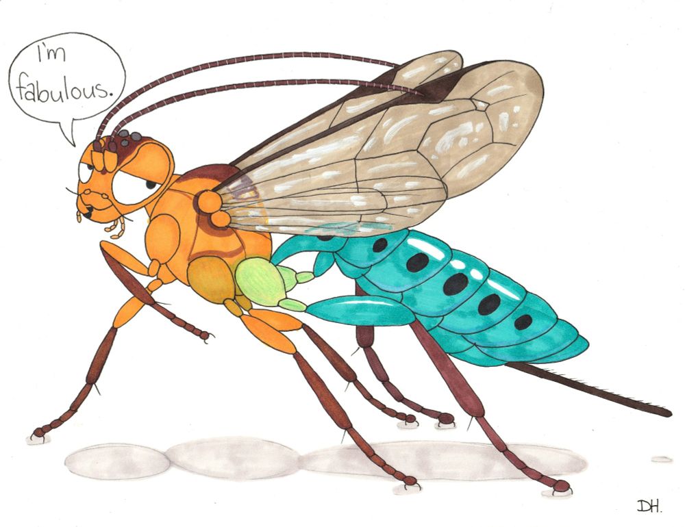 Theronia maculosa. One of the coolest Pimplines in my opinion! Native to Australia. 