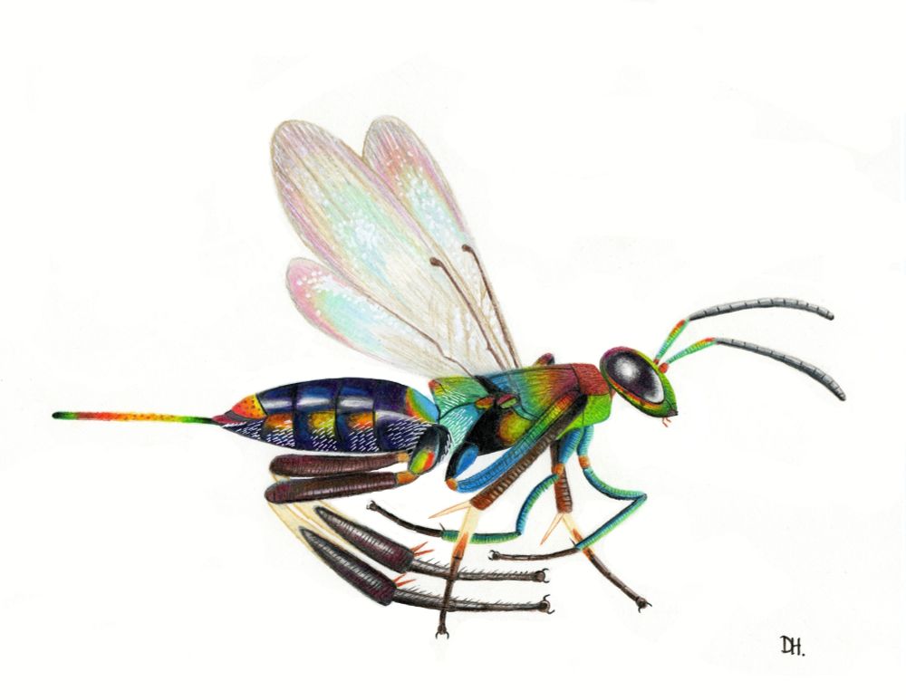 Most likely an imaginary species of Metapelma. Drawn in coloured pencils and white posca marker. 