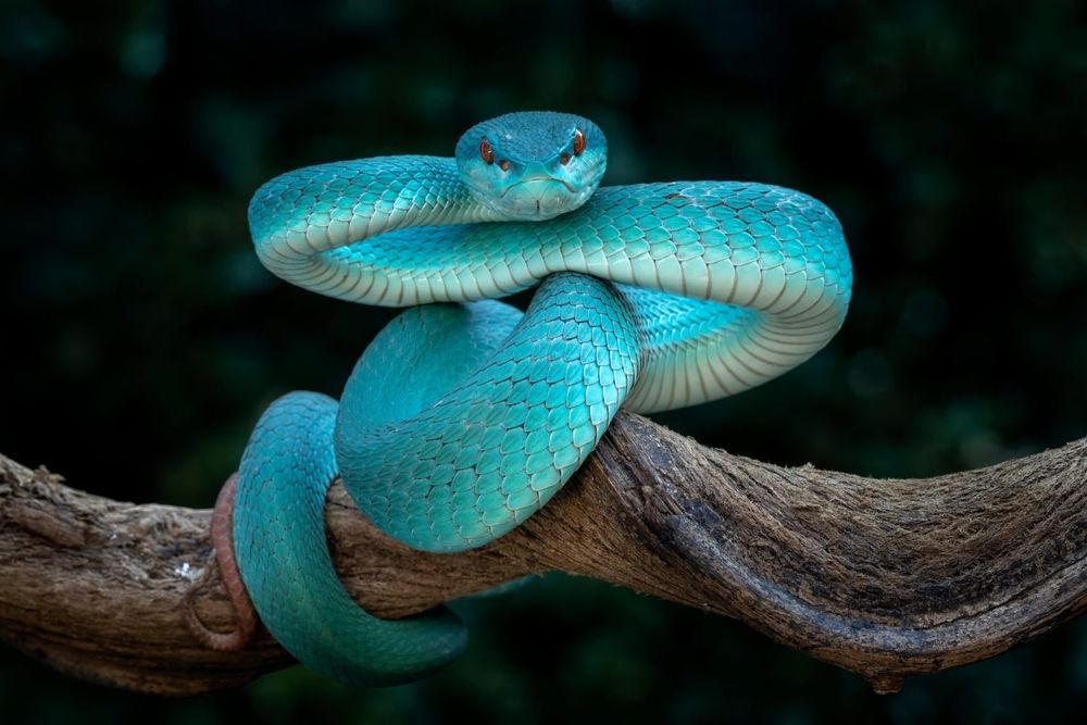 https://www.australiangeographic.com.au/blogs/creatura-blog/2017/09/beware-the-impossibly-beautiful-blue-viper/