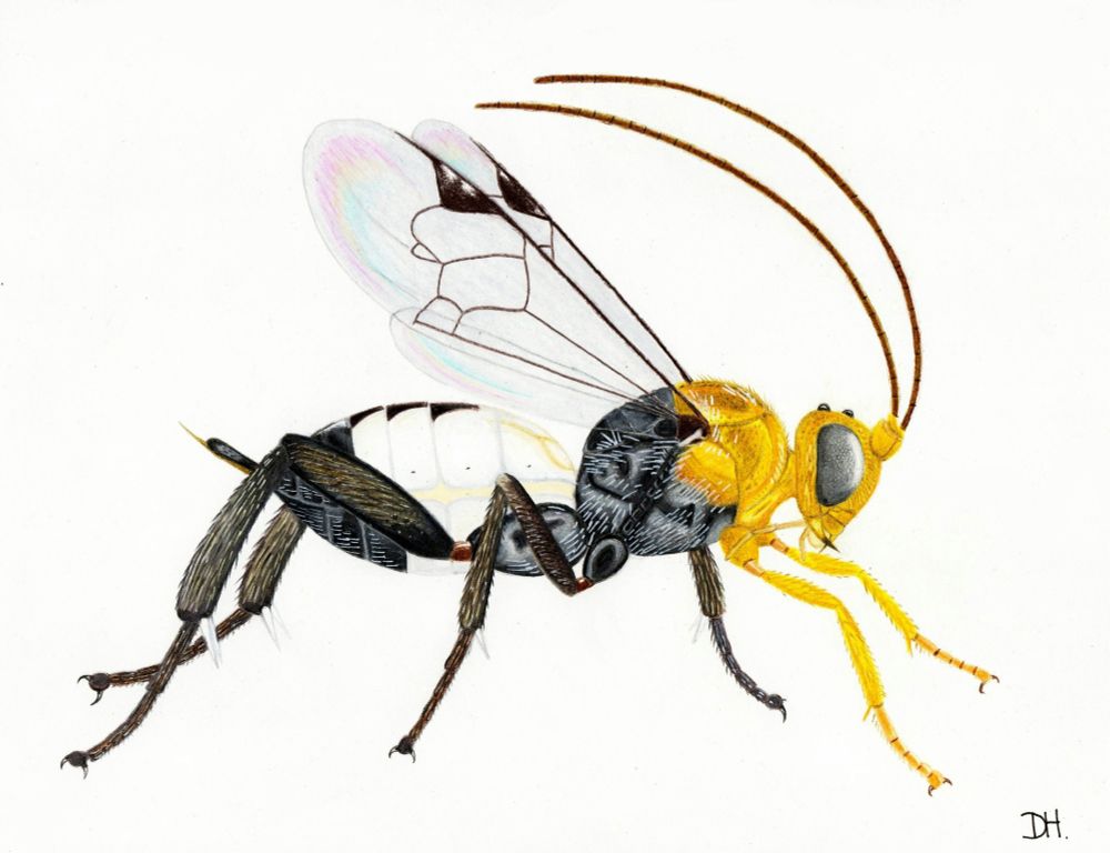 Ypsilonigaster tiger. Braconidae, Microgastrinae. From Thailand. Host unknown. Coloured pencils. 