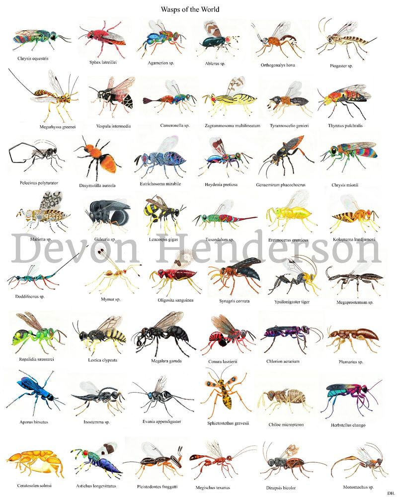 DONE. I may have to do little adjustments and fixes here and there, but overall I'm happy with how this turned out in the end. 🥳 48 different wasps from around the world! 