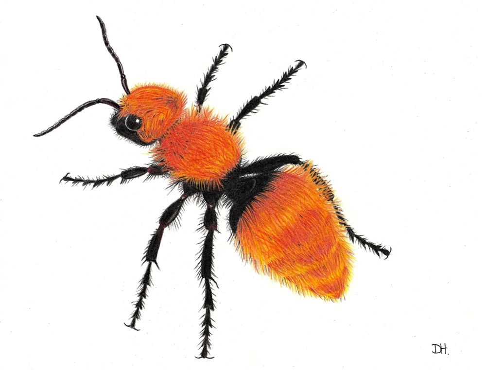 Dasymutilla aureola. Drawn with coloured pencils. 