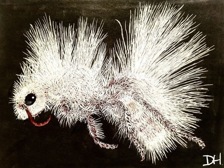 Dasymutilla gloriosa, female. 