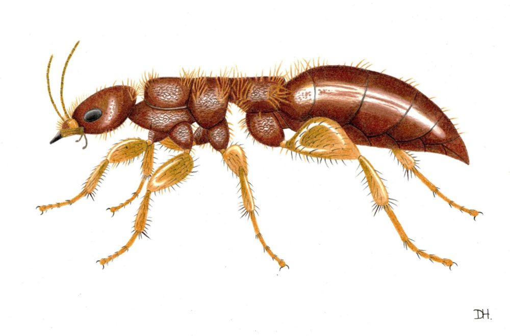 Female Plumarius sp. One of the most elusive wasps out there with virtually zero reference photos online, other than a black and white scientific illustration. Drawn with coloured pencils. Constructive criticisms welcome! I did my best in terms of accuracy based on two photos of a dead specimen that were privately sent to me, and an illustration from a book. 