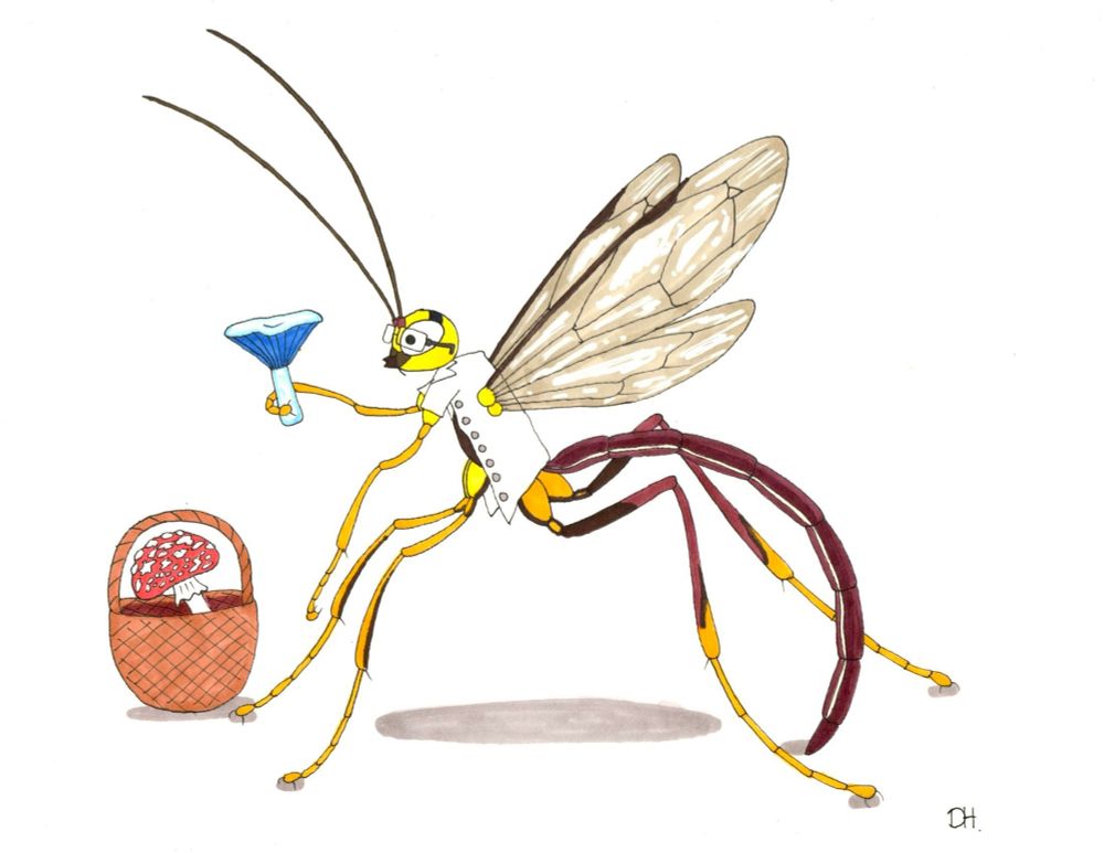 One of my friends who is a field mycologist (study of mushrooms). Megarhyssa happens to be his favourite wasp. 