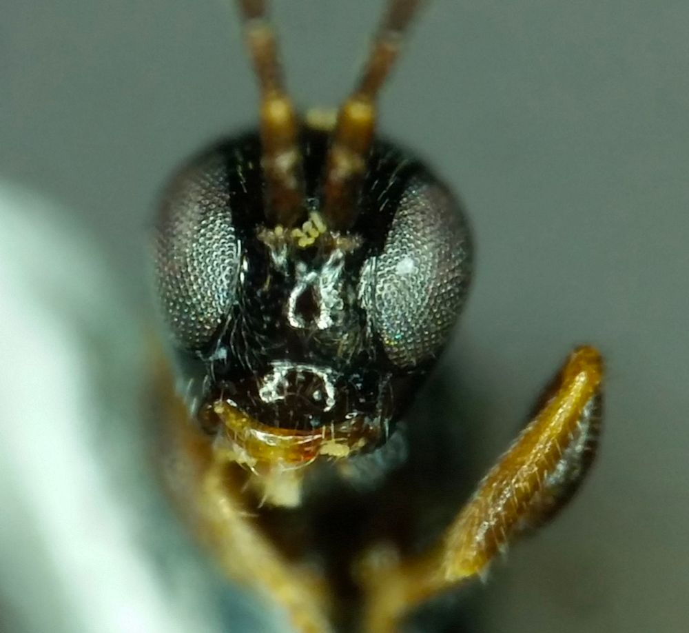 Phrudus sp. (Tersilochinae) is my initial ID, if corrected, I will add a comment with the correct ID in the post. This was taken a while ago (2016), so that's why I don't remember the location. I don't have any other photos from different angles either. I apologize! I will definitely have a look next time I'm in the CNC! I'll be able to compare with real specimens. 