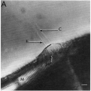  A. Neuromast of a live zehrafish larva. This is the first neuromast ipsilateralof the dorsal line viewed with Nomarski optics. Kinocilia (K) project into a gelatinous cupula (C) from hair cells (HC). Credit to Metcalfe et al. 1985